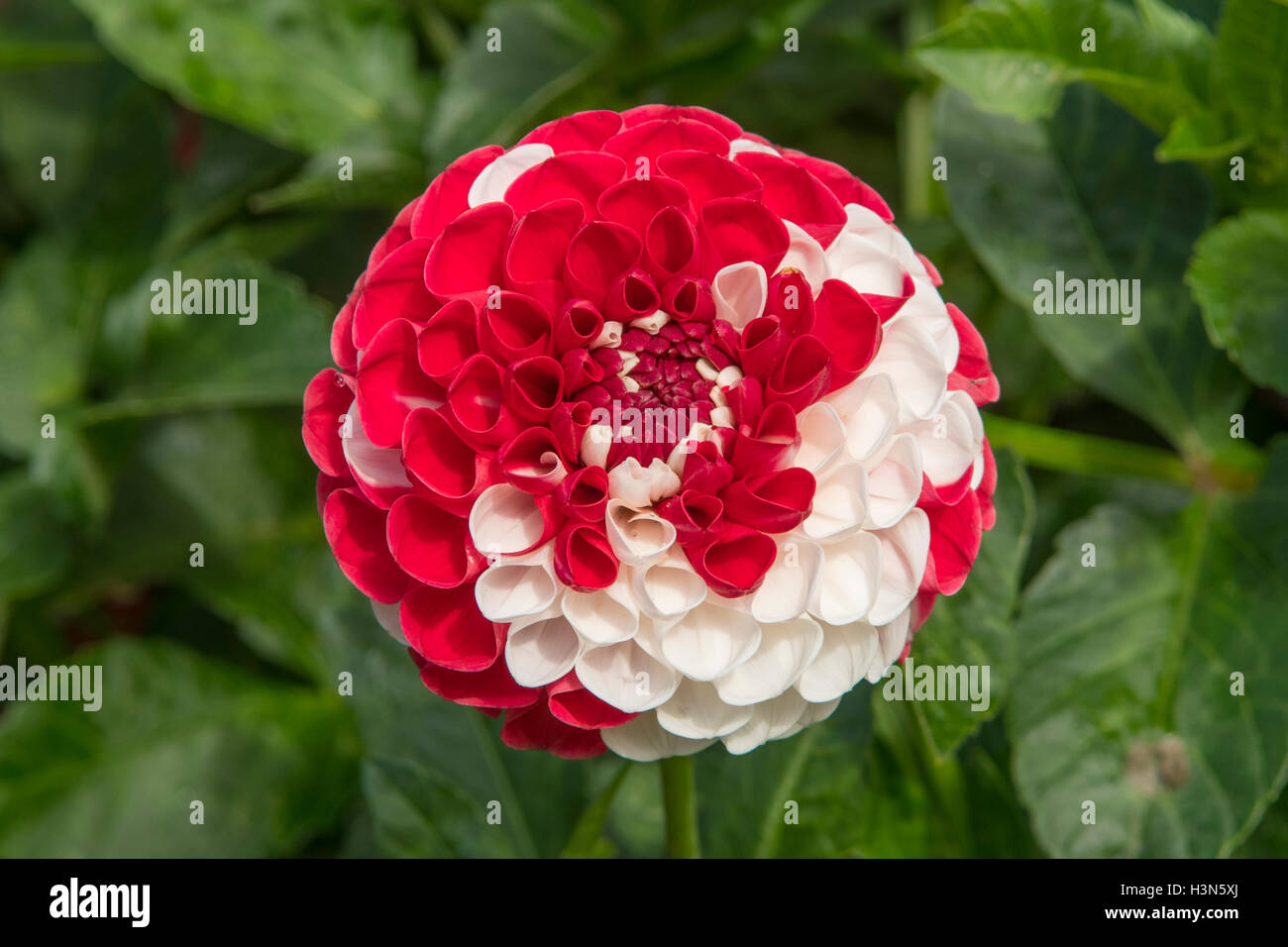 Dahlia 'guerra dei Roses" Foto Stock