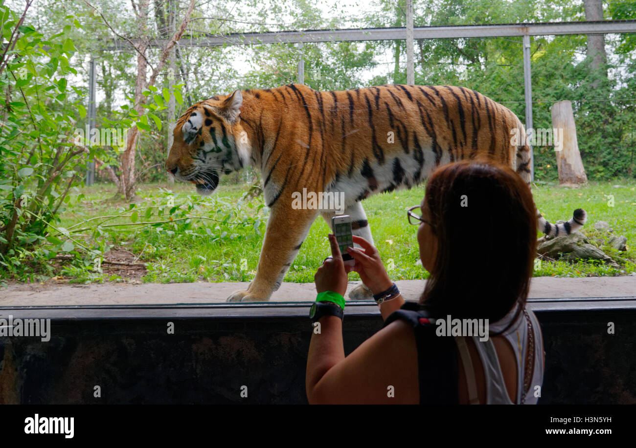 Una donna di scattare una foto della tigre siberiana con un cellulare di Granby Zoo, Quebec, Canada Foto Stock