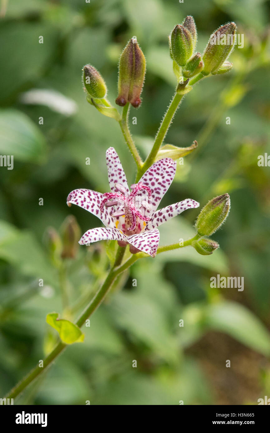 Tricyrtis formosana, Giapponese Toad Lily Foto Stock