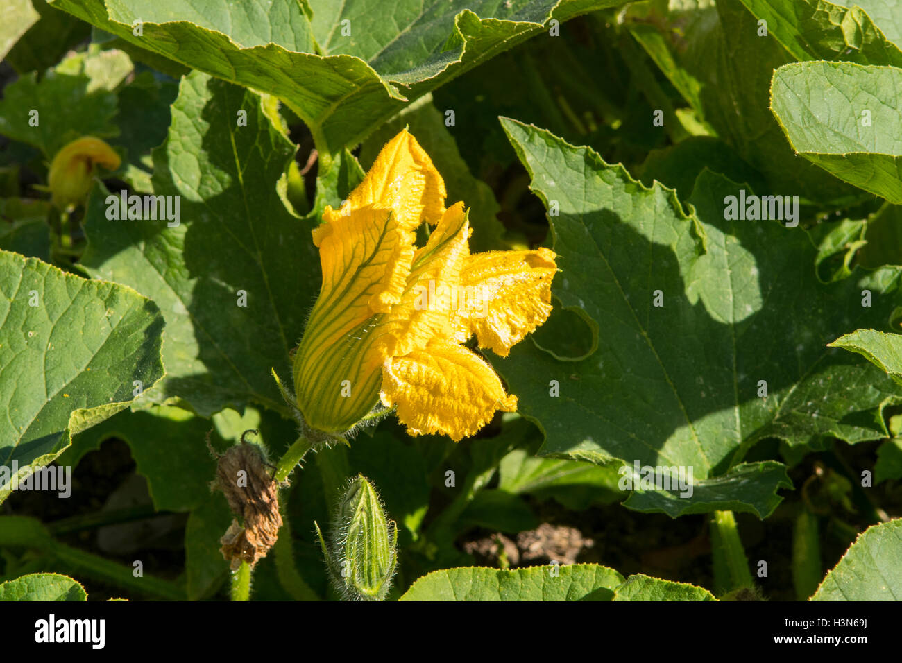 La Cucurbita maxima, Squash Rolet dominò Foto Stock