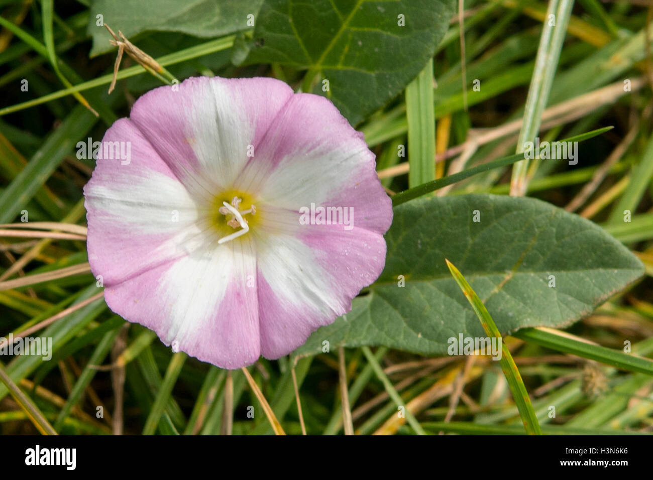 Calystegia sepium, Centinodia Foto Stock
