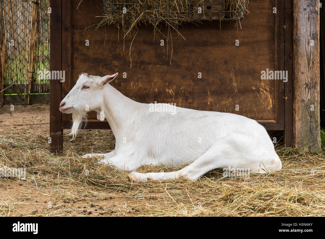 Capra domestica Foto Stock