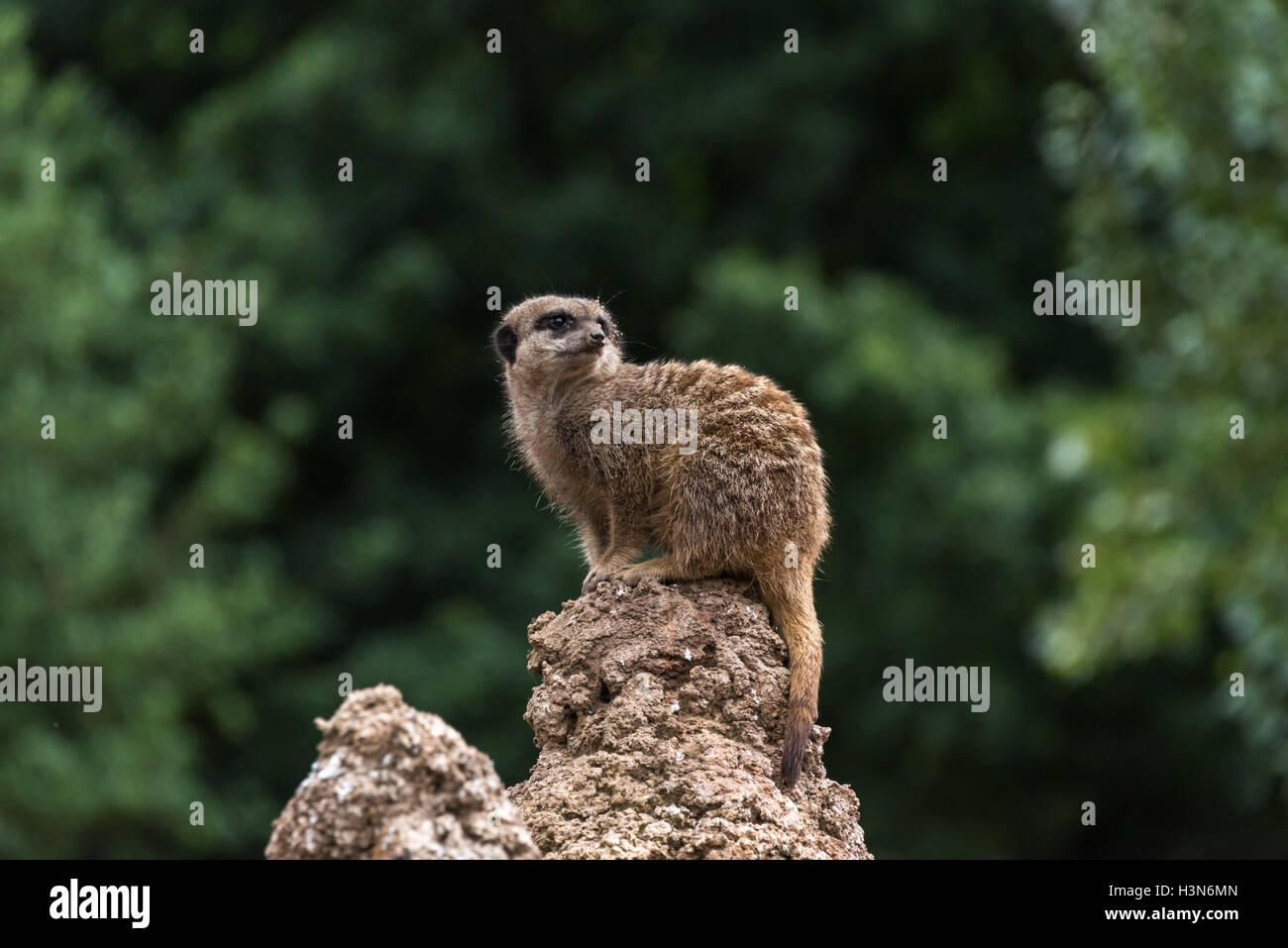 Meerkat guardando fuori Foto Stock