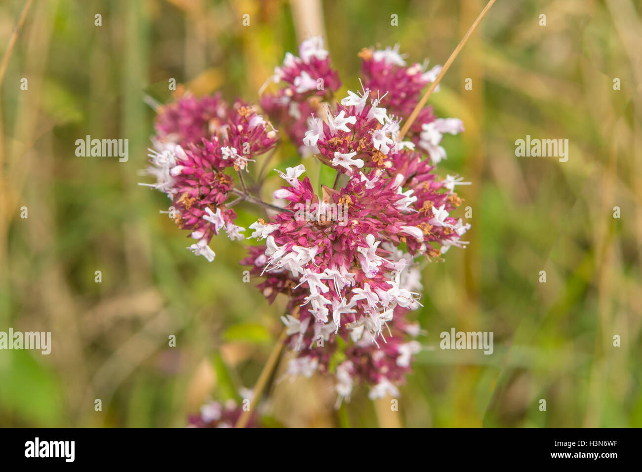 Origanum marjorana, origano Foto Stock
