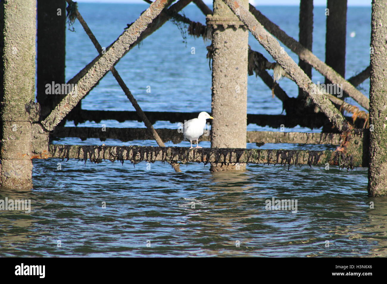 Un gabbiano sotto il molo a Teignmouth, South Devon Foto Stock