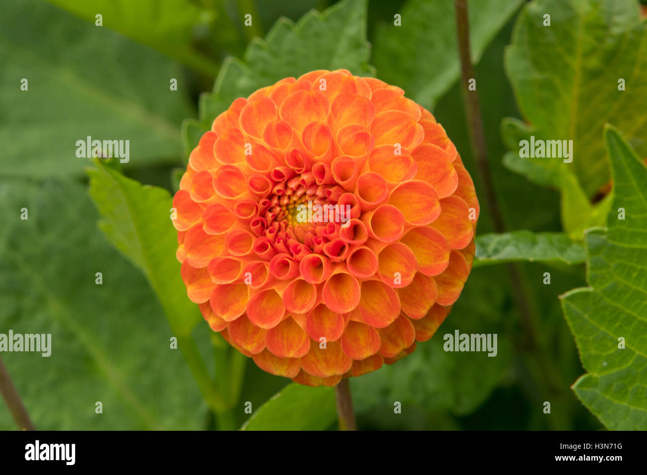 Dahlia 'Oakwood Dazzle' Foto Stock