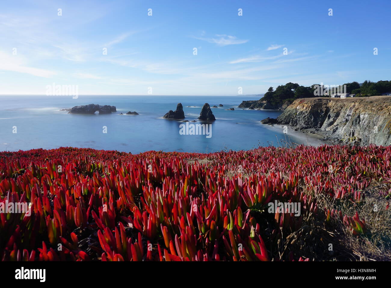 Sea Ranch con immagini impilati per le onde e vibrante ghiaccio rosso impianto. Esso comprende anche due uniche formazioni rocciose e un tunnel Foto Stock