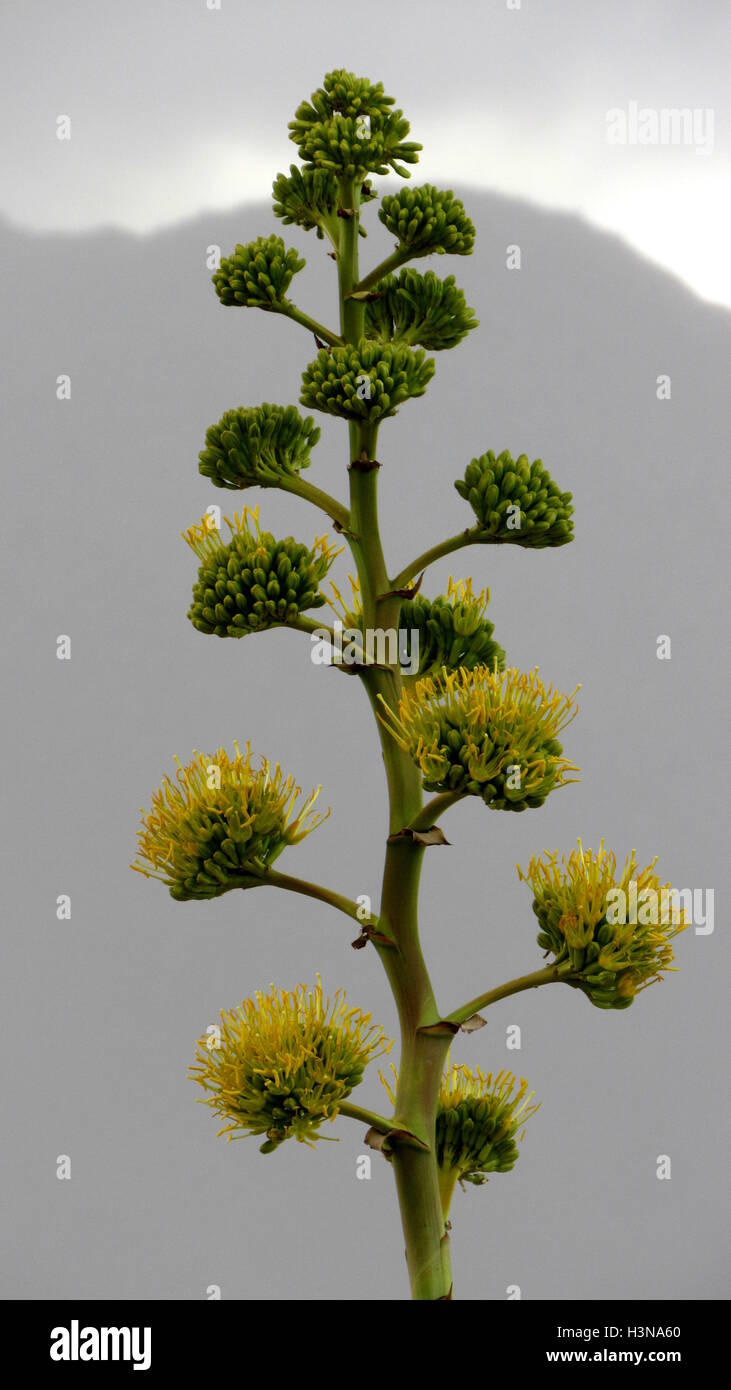 Levetta di agave con fiori di colore giallo nella piovosa cielo grigio Foto Stock