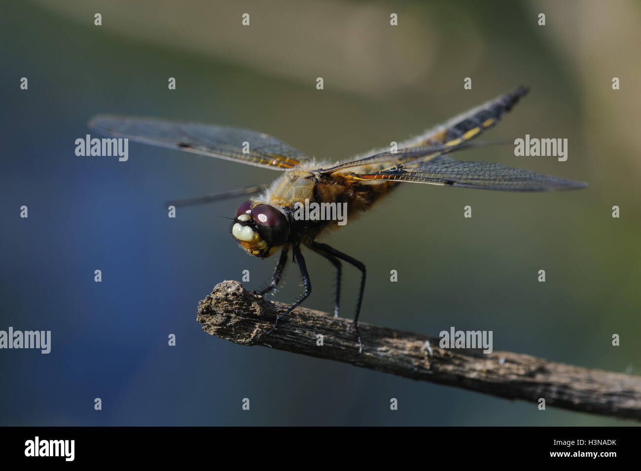 Libellula Foto Stock