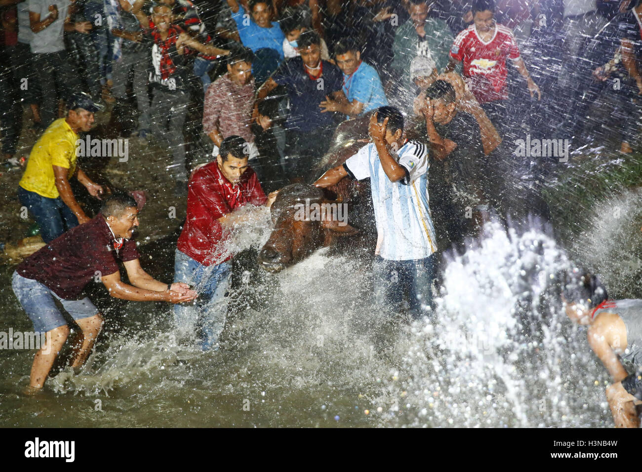 Bhaktapur, Nepal. 10 ottobre, 2016. Devoti nepalese splash acqua su una bufala prima del sacrificio rituale durante Nawami, che cade il nono giorno di quindici giorni, lungo l induismo il più grande festival religioso di Dashain in Bhaktapur, Nepal Lunedì 10 Ottobre, 2016. Dashain è la più lunga e la più promettente festival nel calendario nepalese, celebrata in tutta la nazione e il mondo dal popolo nepalese. Credito: Skanda Gautam/ZUMA filo/Alamy Live News Foto Stock