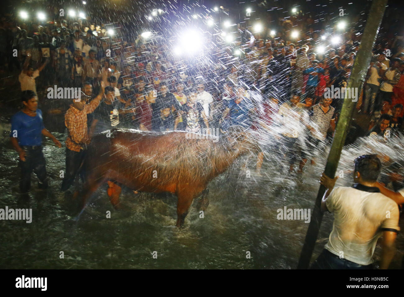 Bhaktapur, Nepal. 10 ottobre, 2016. Devoti nepalese splash acqua su una bufala prima del sacrificio rituale durante Nawami, che cade il nono giorno di quindici giorni, lungo l induismo il più grande festival religioso di Dashain in Bhaktapur, Nepal Lunedì 10 Ottobre, 2016. Dashain è la più lunga e la più promettente festival nel calendario nepalese, celebrata in tutta la nazione e il mondo dal popolo nepalese. Credito: Skanda Gautam/ZUMA filo/Alamy Live News Foto Stock