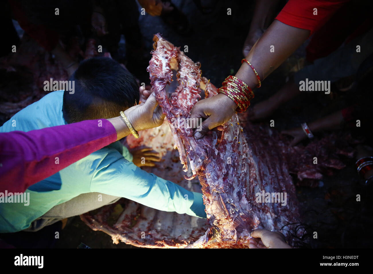 Bhaktapur, Nepal. Undicesimo oct, 2016. Popolo nepalese strappare la carne di bufalo sacrificati carcassa durante Durga Puja, che cade il decimo giorno di quindici giorni, lungo l induismo il più grande festival religioso di Dashain in Bhaktapur, Nepal Martedì, 11 ottobre 2016. Dashain è la più lunga e la più promettente festival nel calendario nepalese, celebrata in tutta la nazione e il mondo dal popolo nepalese. © Skanda Gautam/ZUMA filo/Alamy Live News Foto Stock