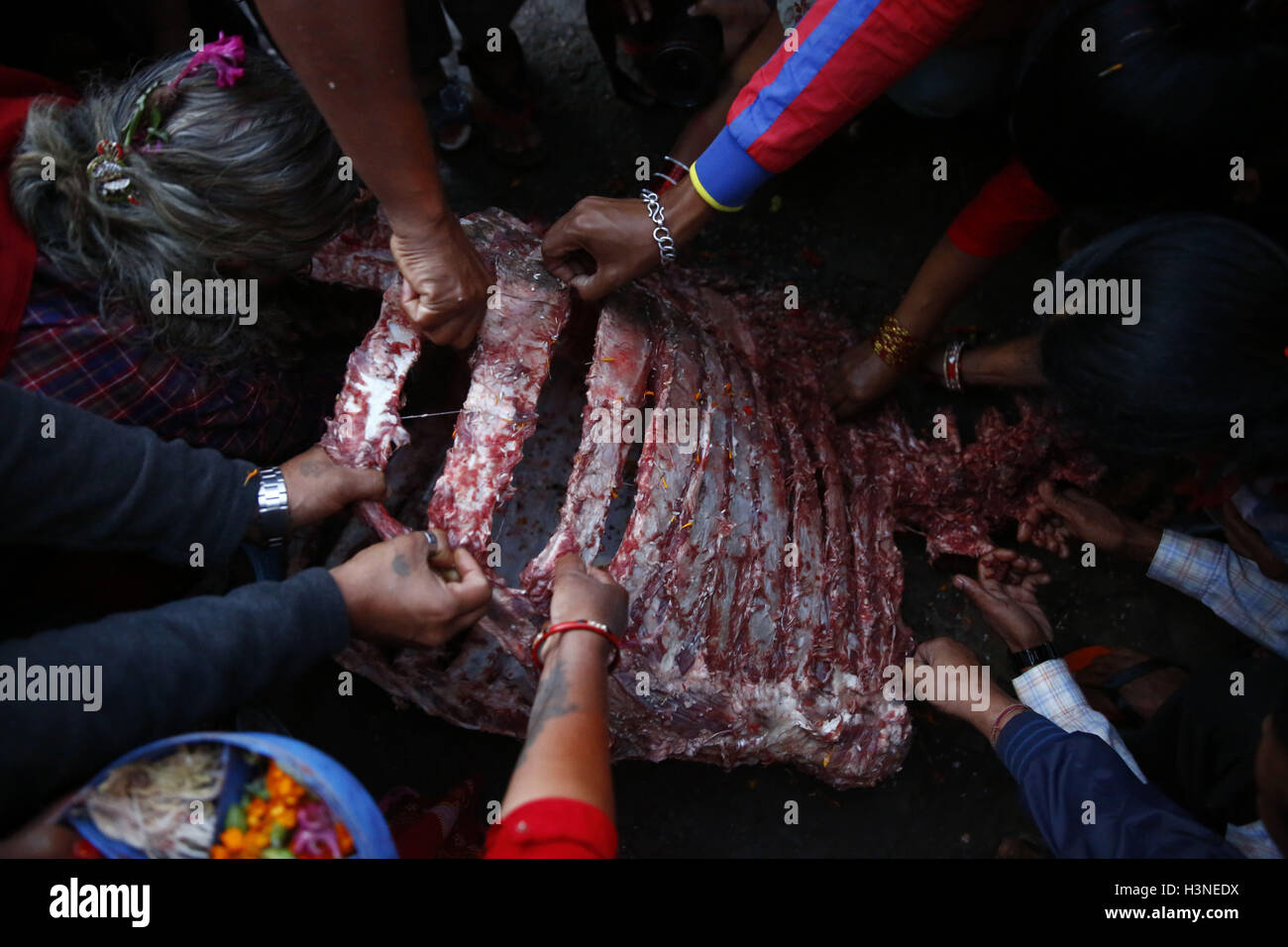 Bhaktapur, Nepal. Undicesimo oct, 2016. Devoti nepalese strappare la carne di bufalo sacrificati carcassa durante Durga Puja, che cade il decimo giorno di quindici giorni, lungo l induismo il più grande festival religioso di Dashain in Bhaktapur, Nepal Martedì, 11 ottobre 2016. Dashain è la più lunga e la più promettente festival nel calendario nepalese, celebrata in tutta la nazione e il mondo dal popolo nepalese. © Skanda Gautam/ZUMA filo/Alamy Live News Foto Stock