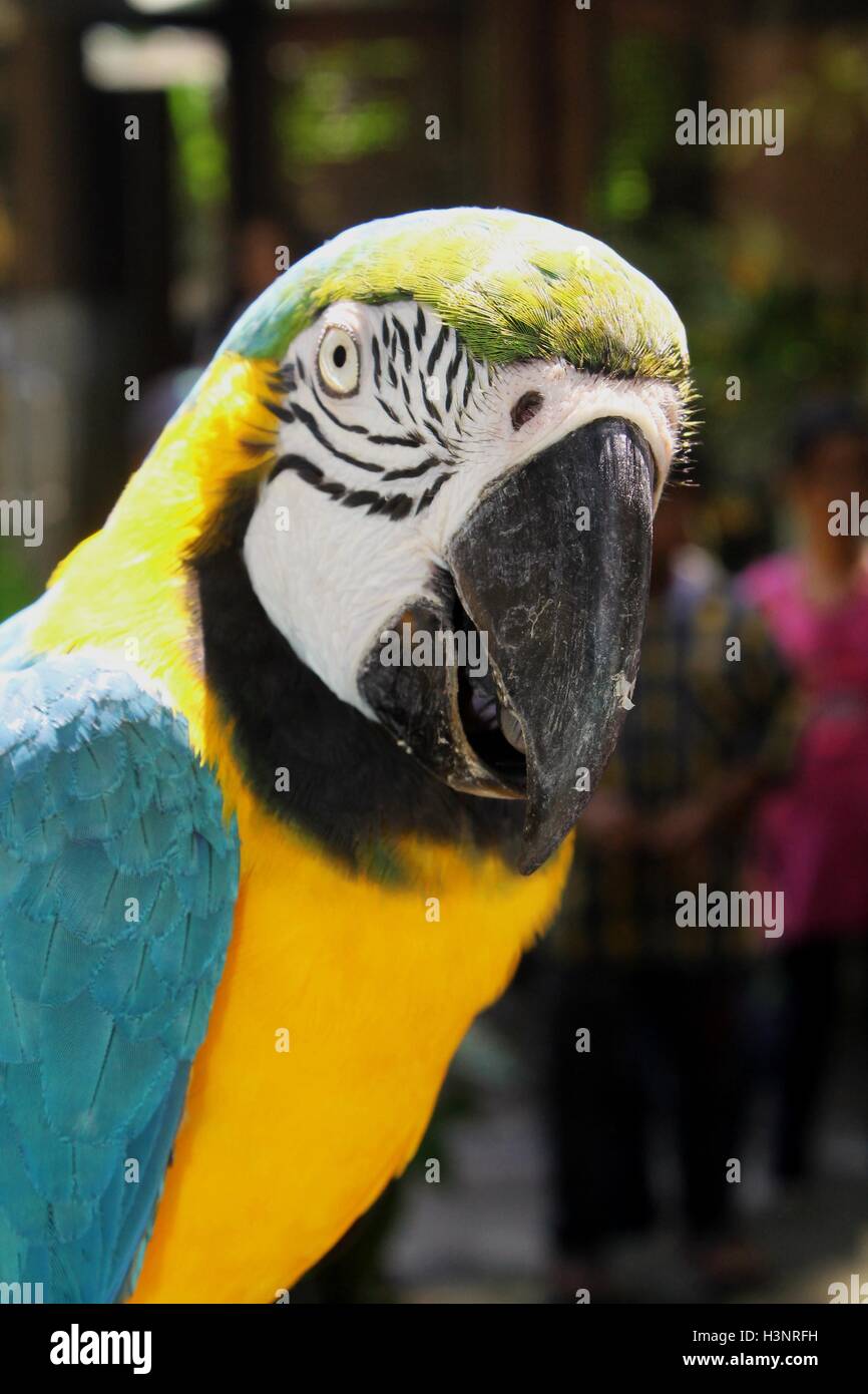 Bella macaw bird vedendo la fotocamera A Foto Stock