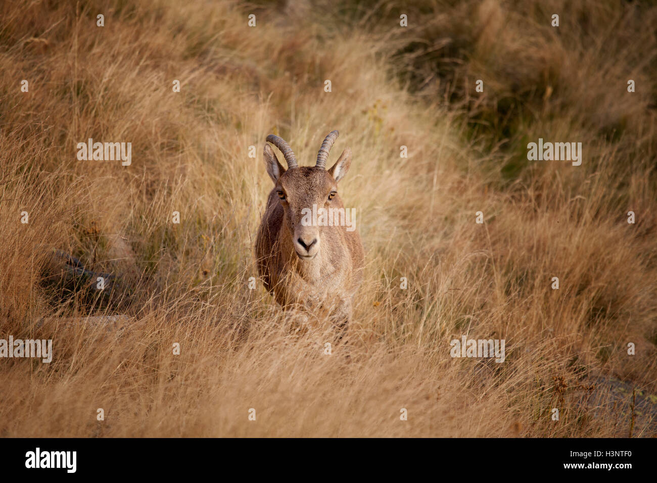 Lo spagnolo di stambecco (Capra pyrenaica victoriae), sia erbivori giovane capra in habitat guardando la telecamera. Foto Stock