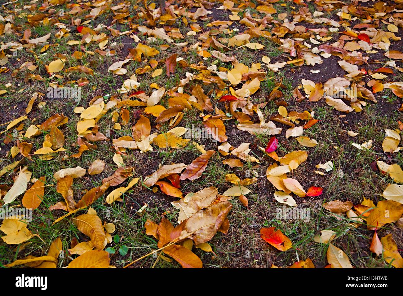 Caduta foglie di erba Foto Stock