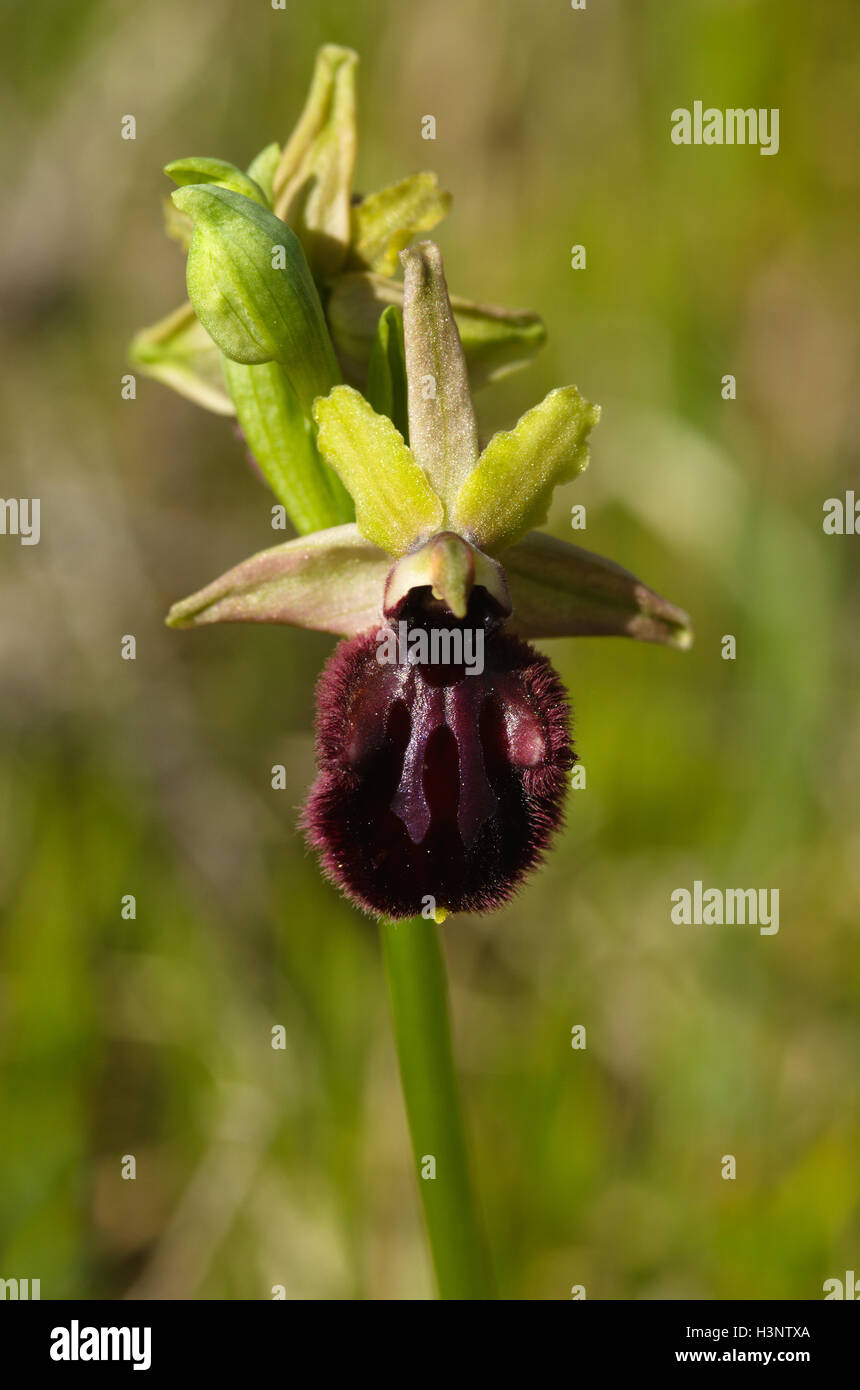 Inizio Spider Orchid flower, rossastro variante - Ophrys incubacea Foto Stock