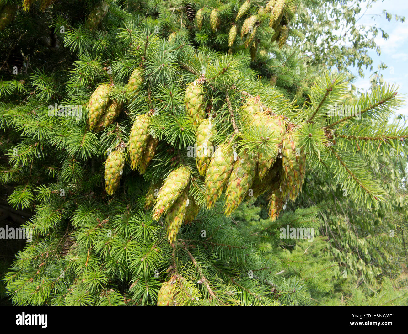 Verde giovane pigne gocciolamento sap su la fine di un ramo. Foto Stock