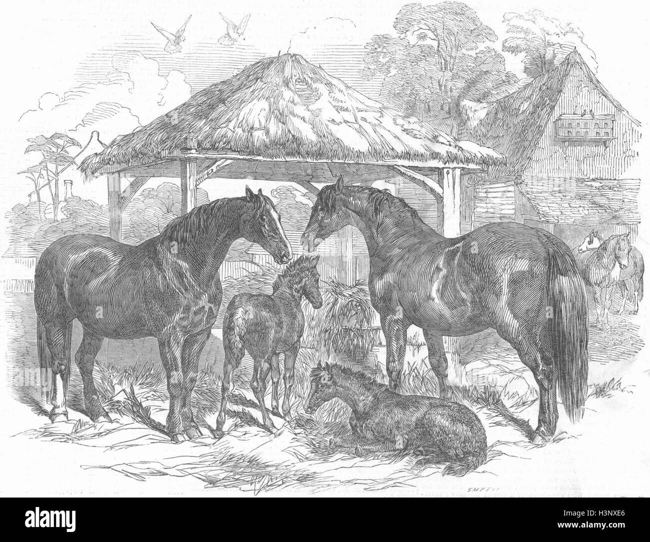 NORTHAMPTON premi assegnati 1847 Fattrici e puledri 1847. Illustrated London News Foto Stock