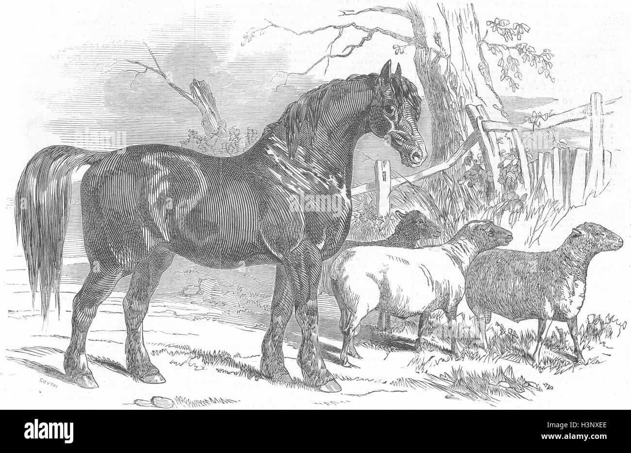 NORTHAMPTON Premi 1847 premio stallone South Downs 1847. Illustrated London News Foto Stock