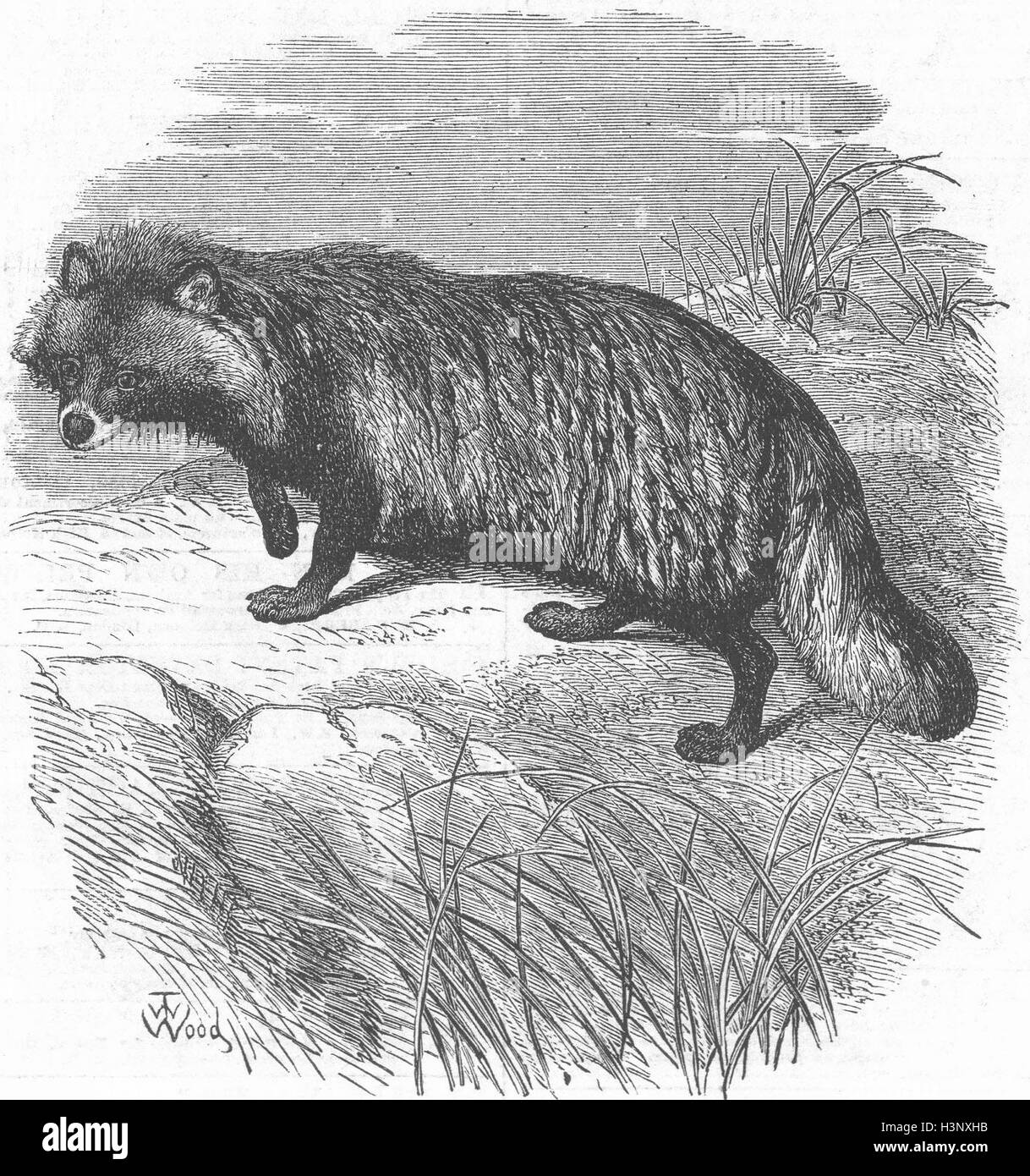 Lo Zoo di Londra Raccoon-come cane 1874. Illustrated London News Foto Stock