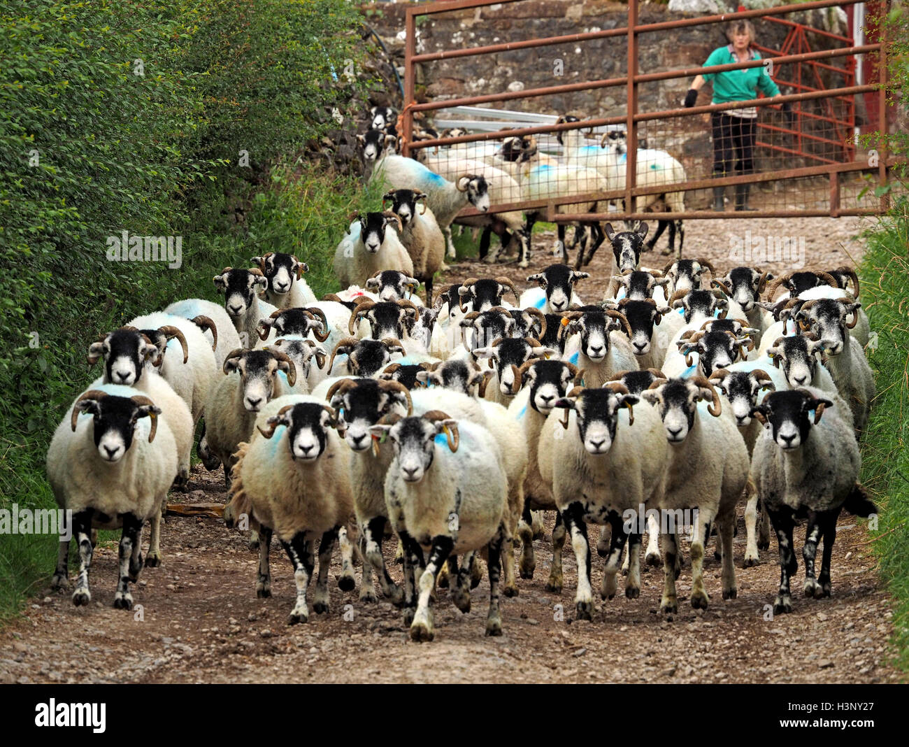 Gregge di black-di fronte cadde ovini provenienti down farm lane in Cumbria Inghilterra con la moglie di un agricoltore pascere loro al di là di rusty gates Foto Stock