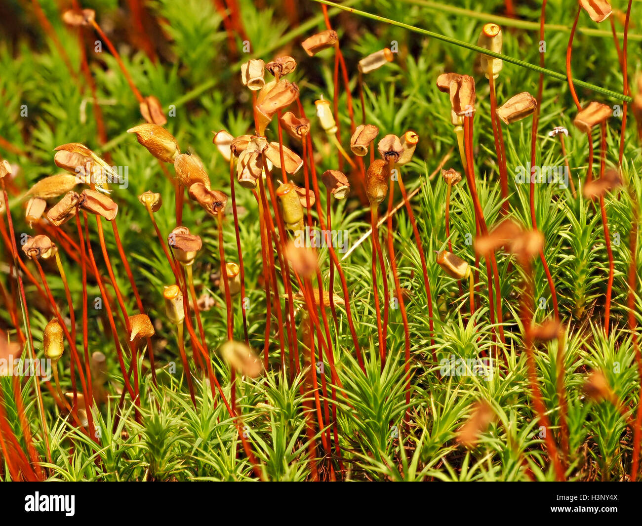 Haircap comune moss (Polytrichum comune) con matura seedpods su stocchi rossastro Foto Stock