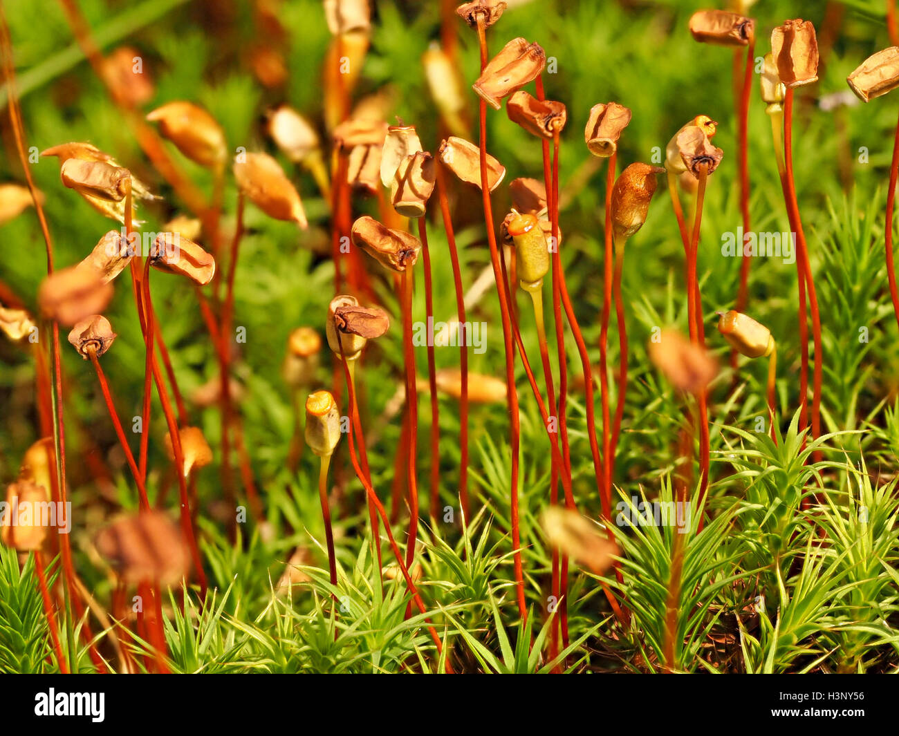 Haircap comune moss (Polytrichum comune) con matura seedpods su stocchi rossastro Foto Stock