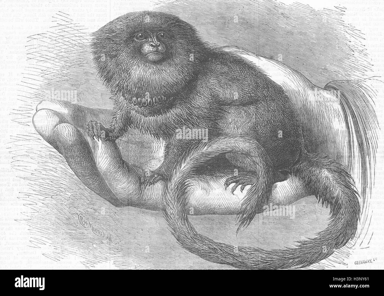 Londra Marmozet pigmea(vita)zoo 1877. Illustrated London News Foto Stock