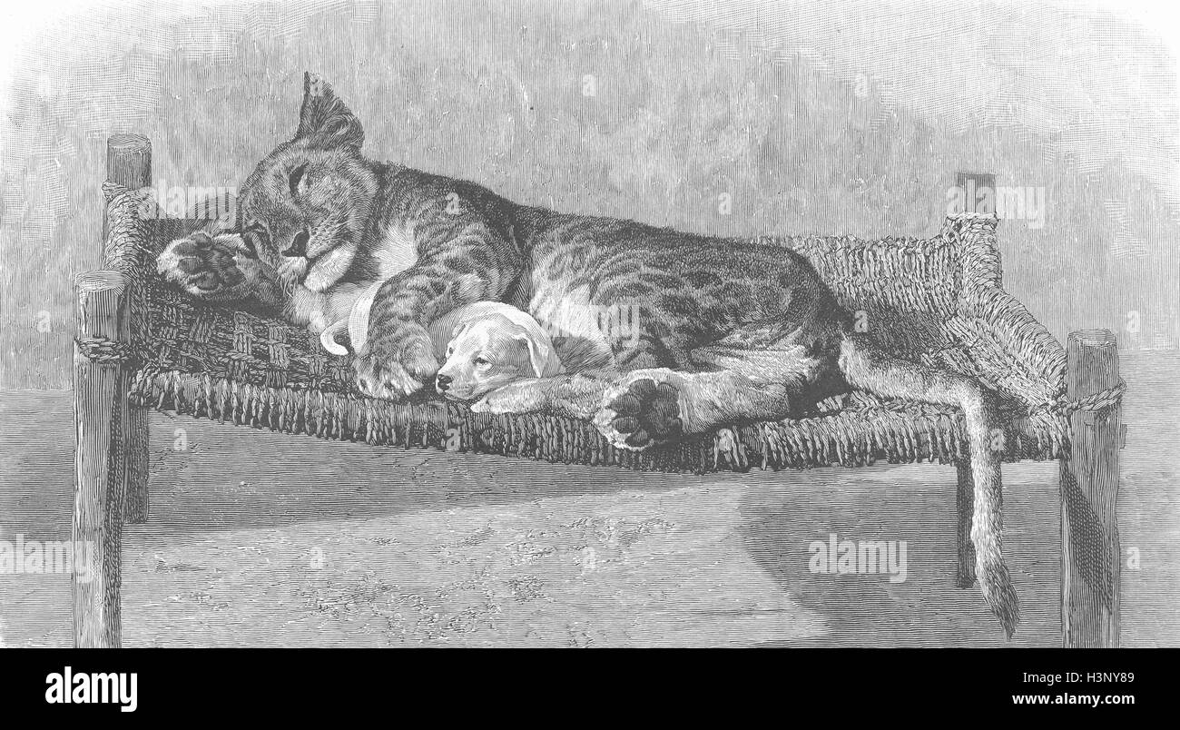Leopardi addomesticamento fa strano bedfellows 1895. Il grafico Foto Stock