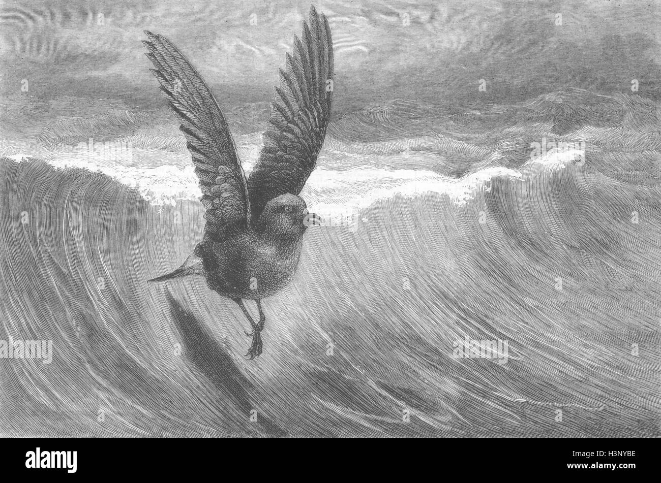 Gli uccelli la burrascosa petrel 1880. Il grafico Foto Stock