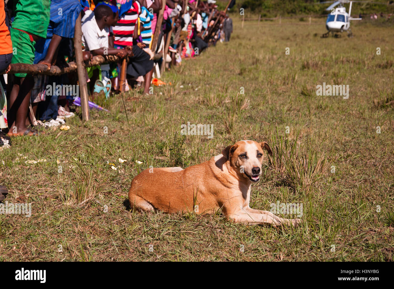 Immagine di un cane randagio nel Mozambico settentrionale in posa nella parte anteriore della fotocamera a una raccolta locale. Foto Stock