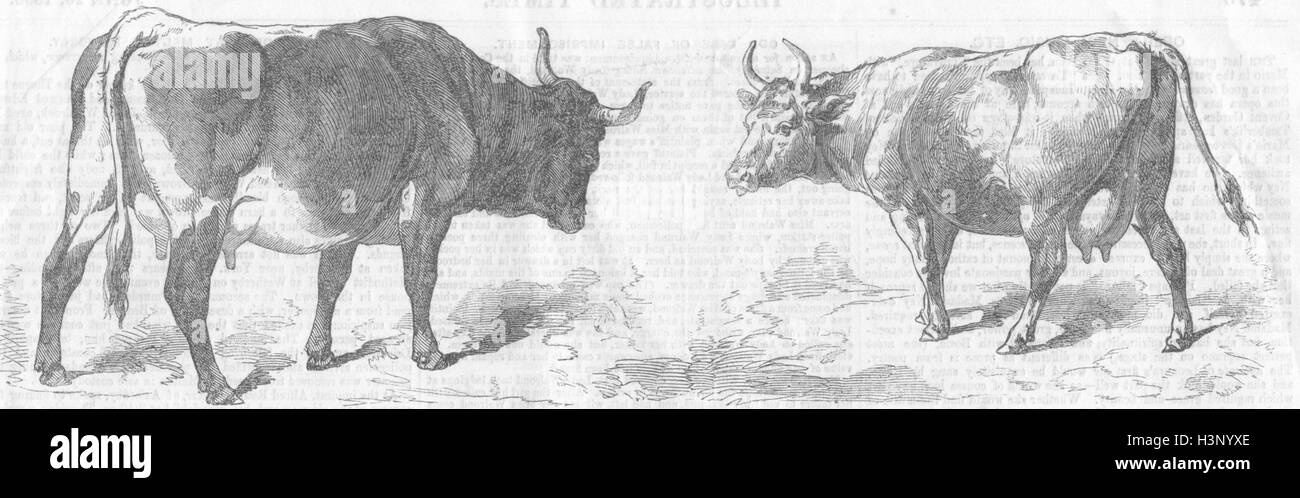 AUSTRIA del Pinzgau vacca; Paris Expo; Swiss, Canton Vaud 1856. Tempi illustrato Foto Stock