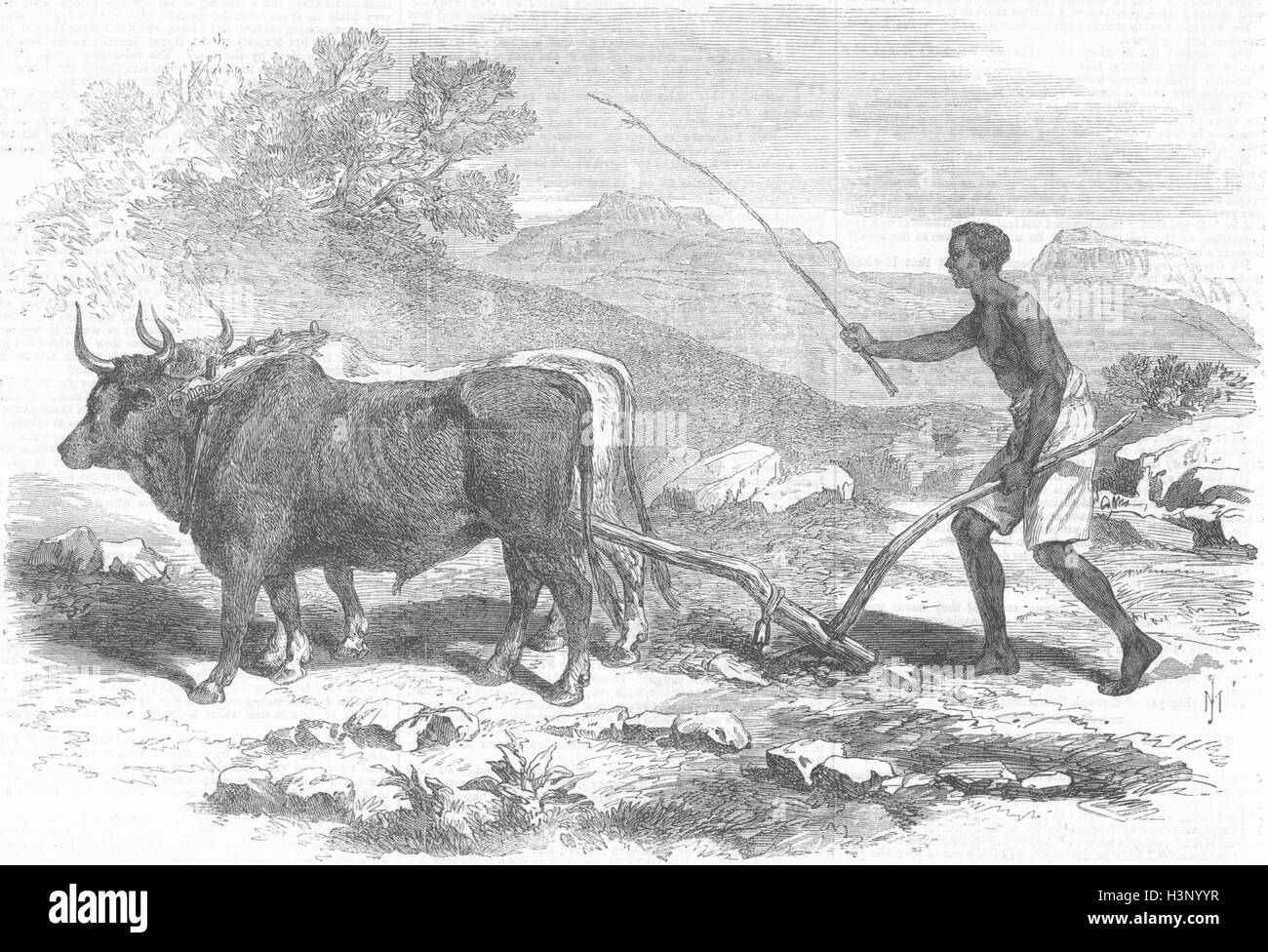 Etiopia aratura Nativo, provincia del Tigray 1868. Illustrated London News Foto Stock
