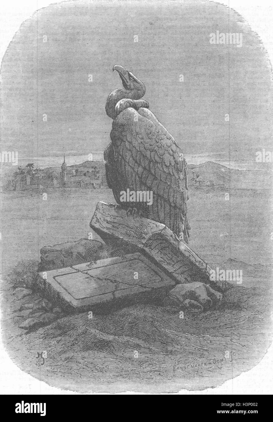 Gli uccelli purificazione(Grifone) bird 1868. Illustrated London News Foto Stock