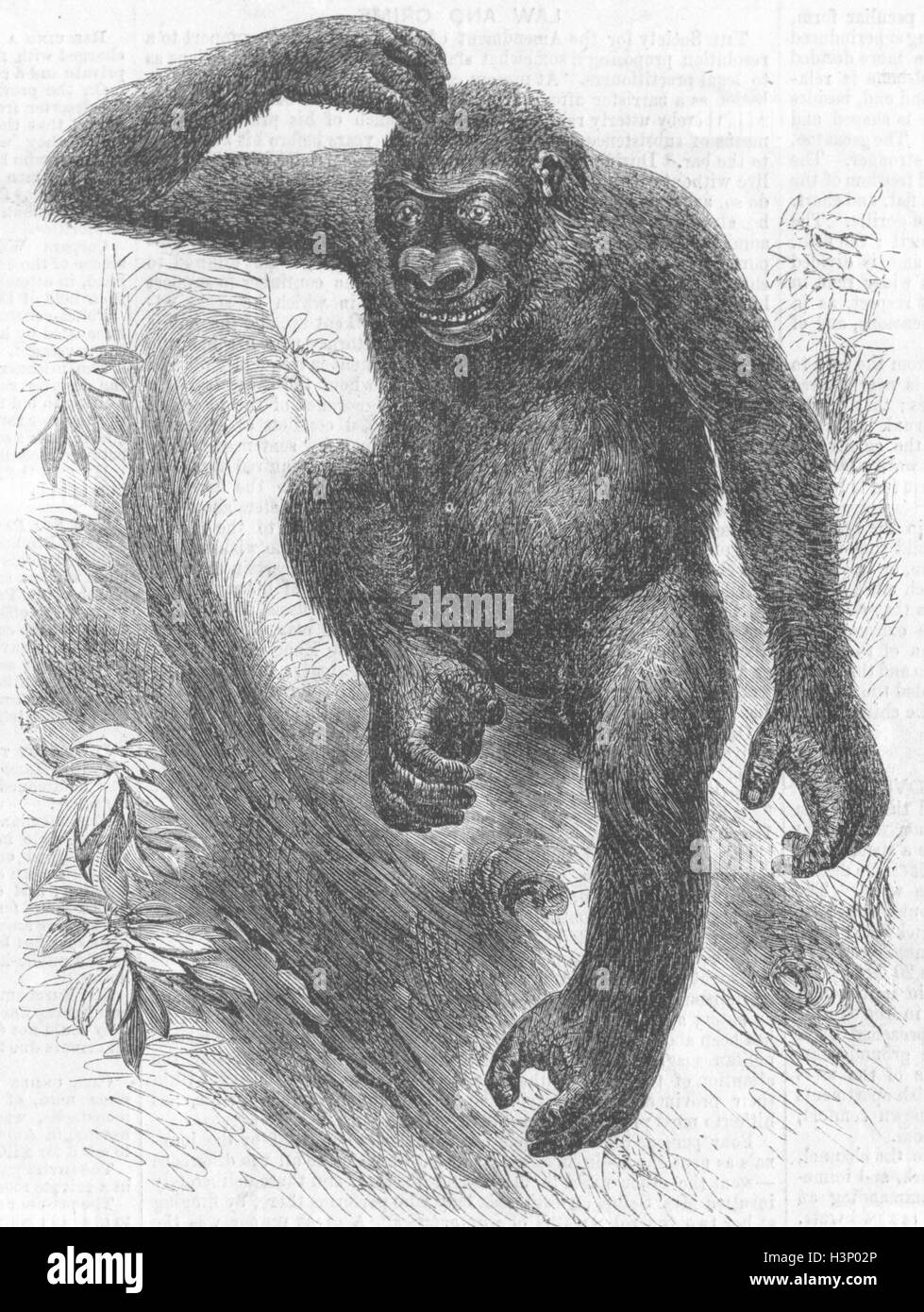 Primati il gorilla 1859. Tempi illustrato Foto Stock