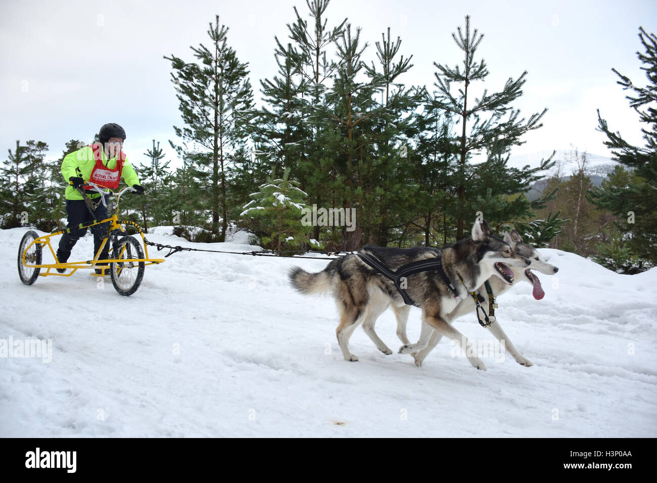 Cani tirando racing sled Foto Stock