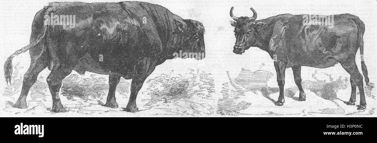 Le vacche il polling Angus bull(Scozia)Kerry mucca(Irlanda) 1856. Tempi illustrato Foto Stock