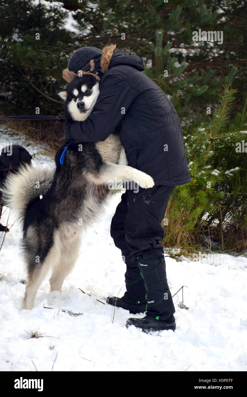 Cani tirando racing sled Foto Stock