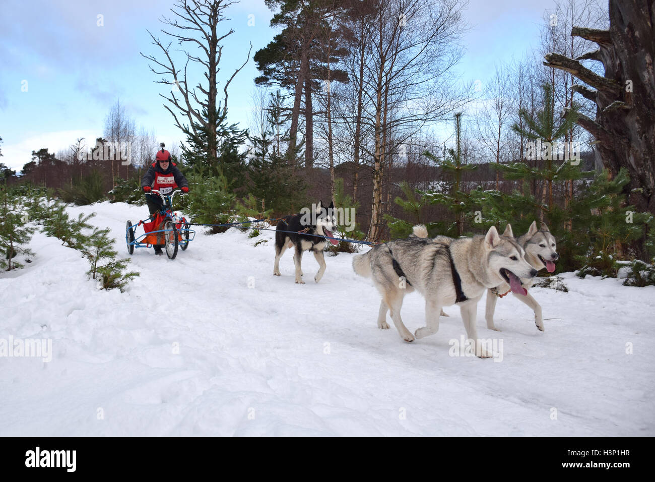 Cani tirando racing sled Foto Stock