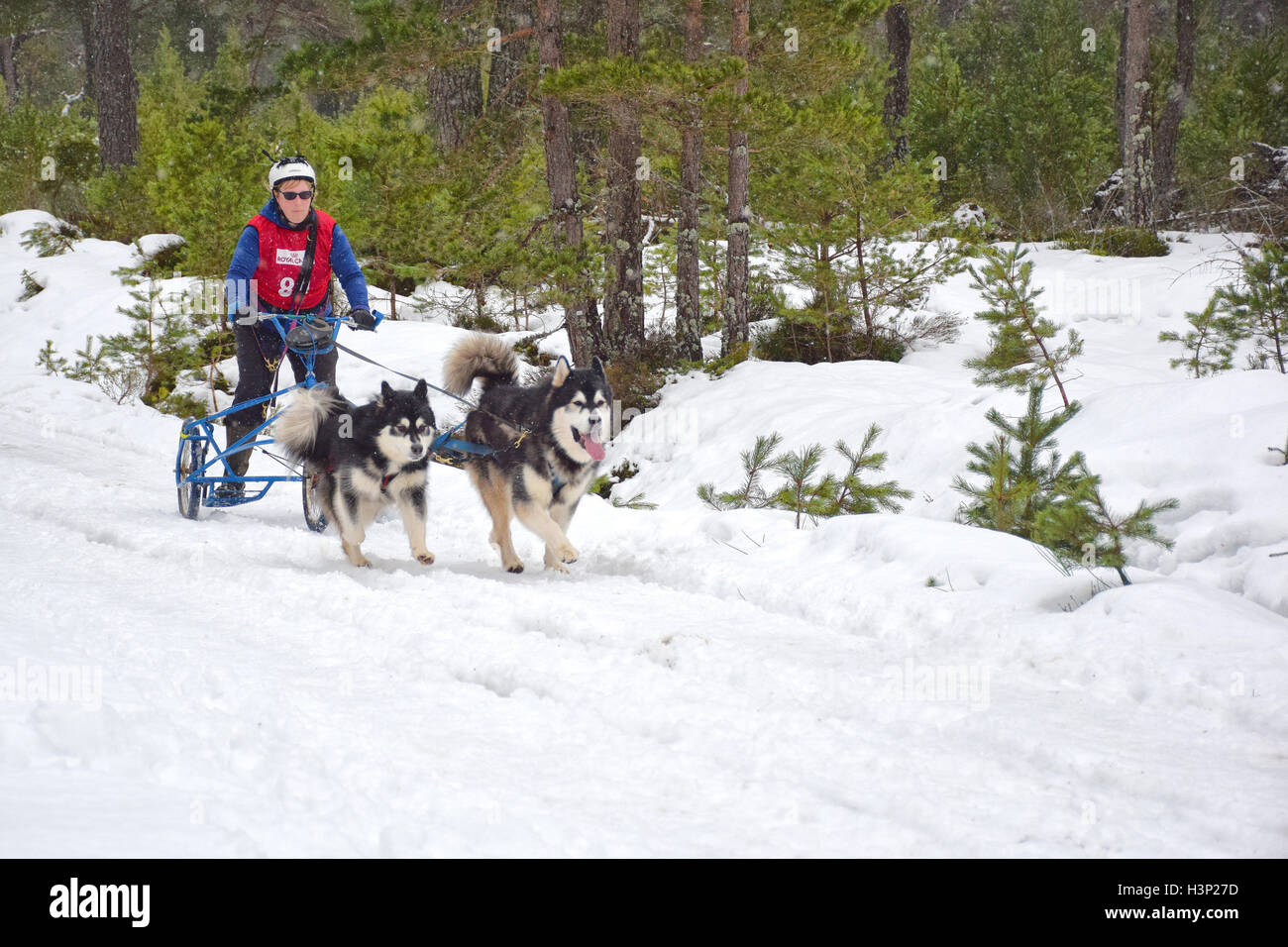 Cani tirando racing sled Foto Stock