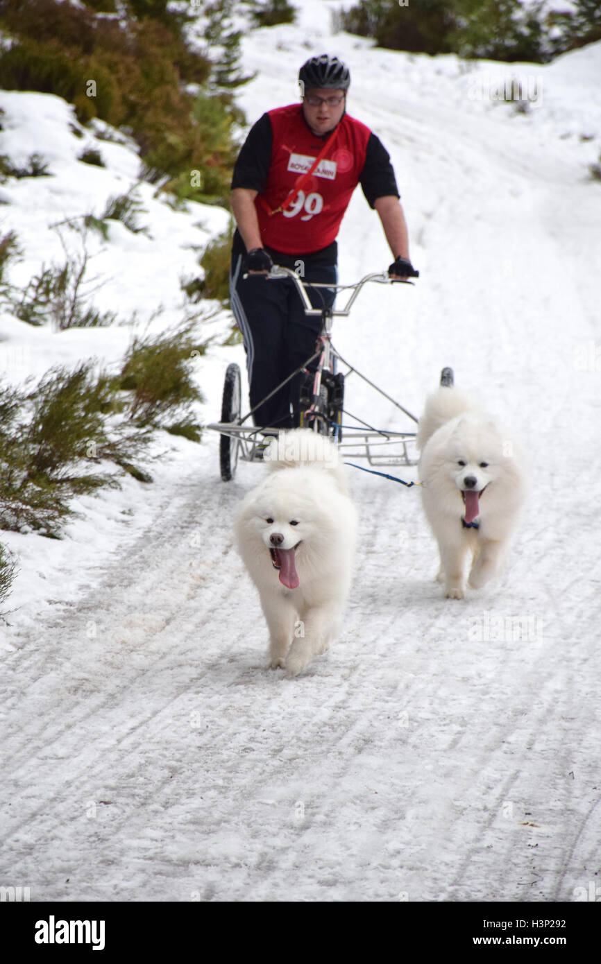 Cani tirando racing sled Foto Stock