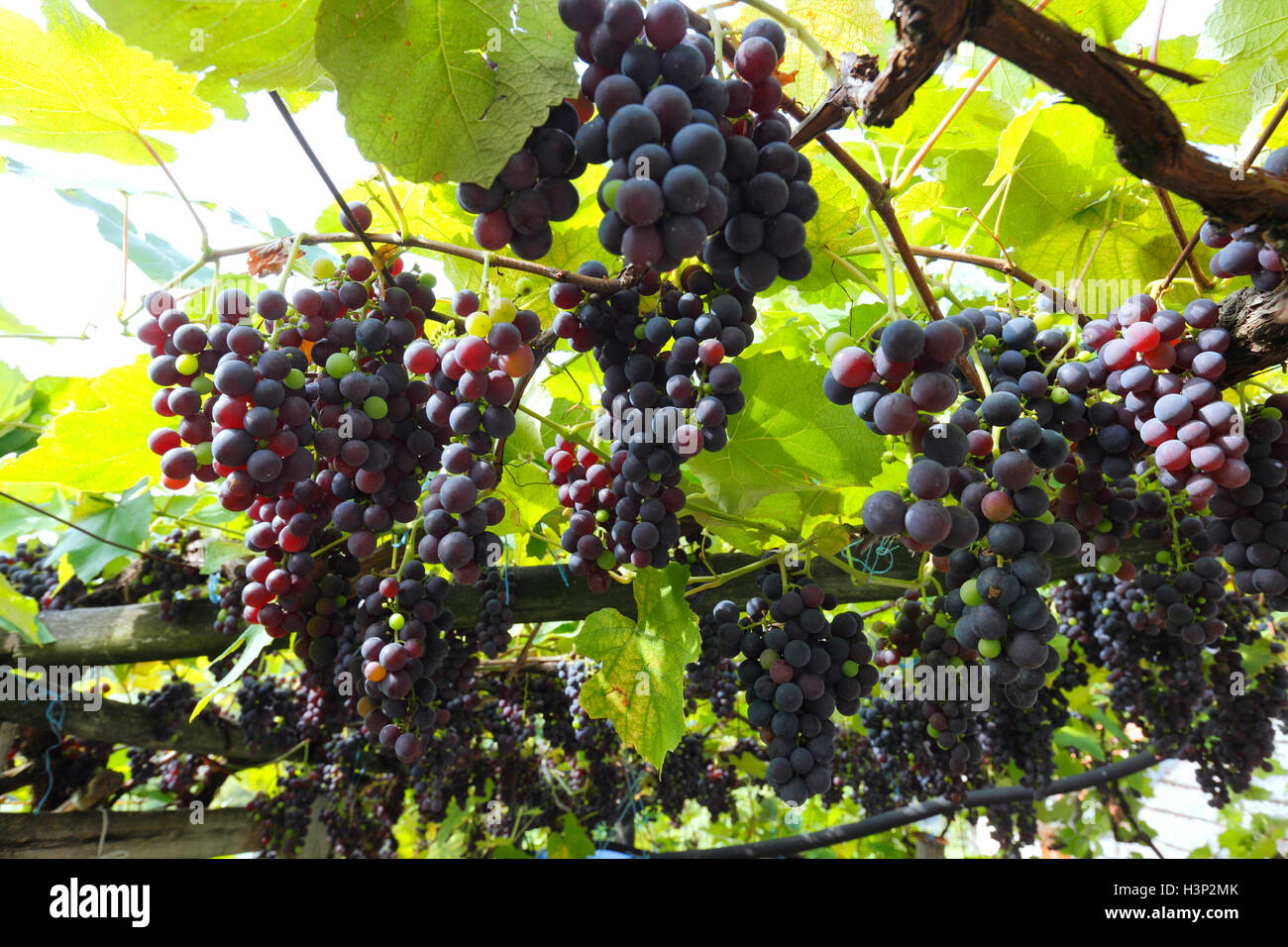 Appendere i vitigni Foto Stock
