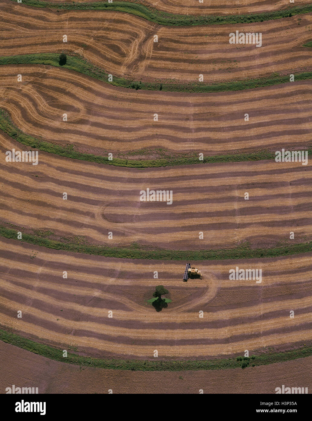 Appena raccolti, campo Foto Stock