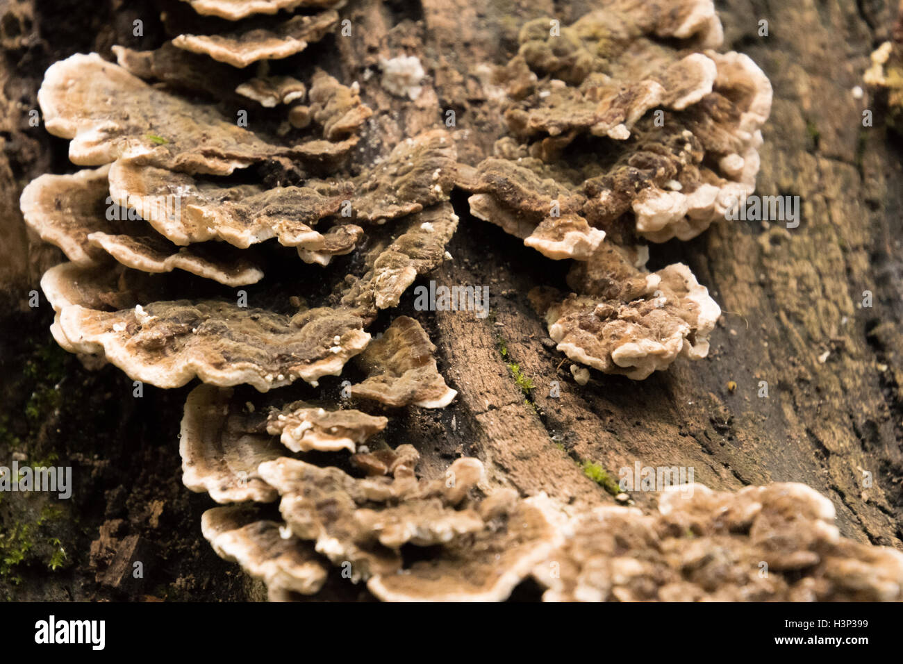 Albero fungo in park a York Foto Stock