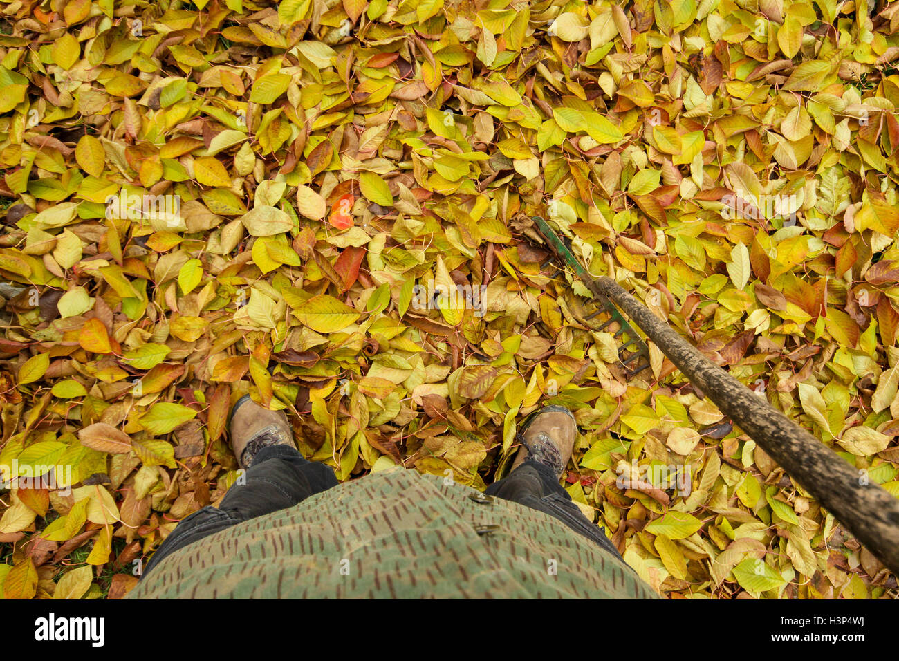 Guardando verso il basso al forest pavimento coperto di foglie Foto Stock