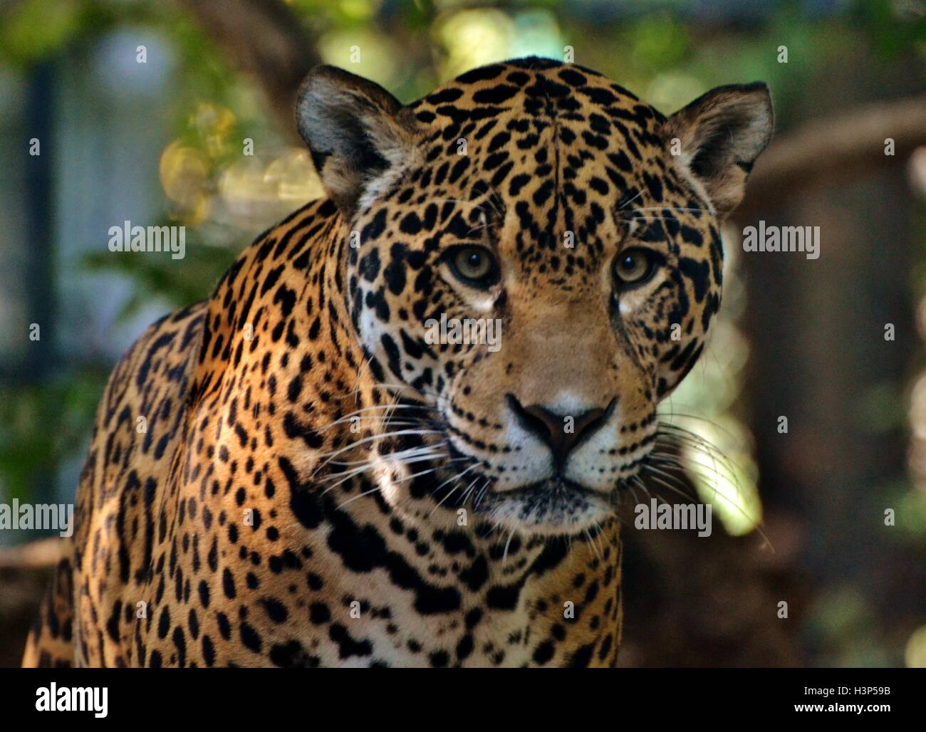 Una Jaguar (Panthera onca), che sono nativi alla giungla amazzonica del Sud America Foto Stock