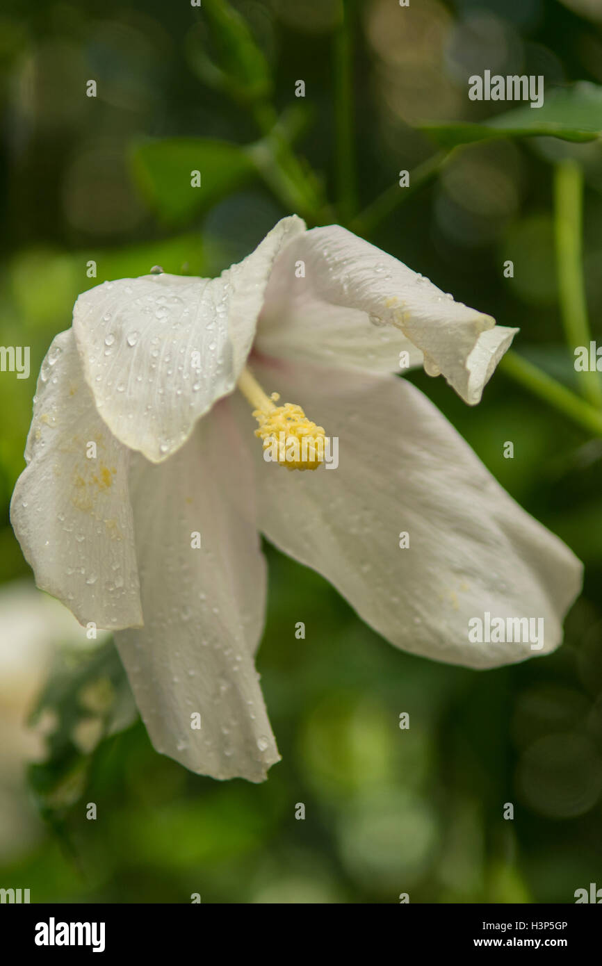 Hibiscus aff. genevii, Bianco Hibiscus Foto Stock