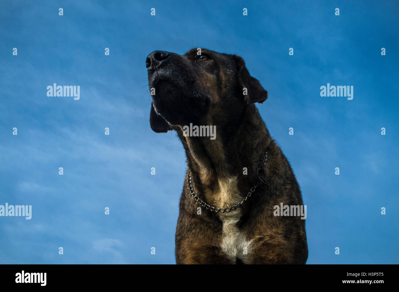 Ritratto di un cane contro il cielo blu. Foto Stock