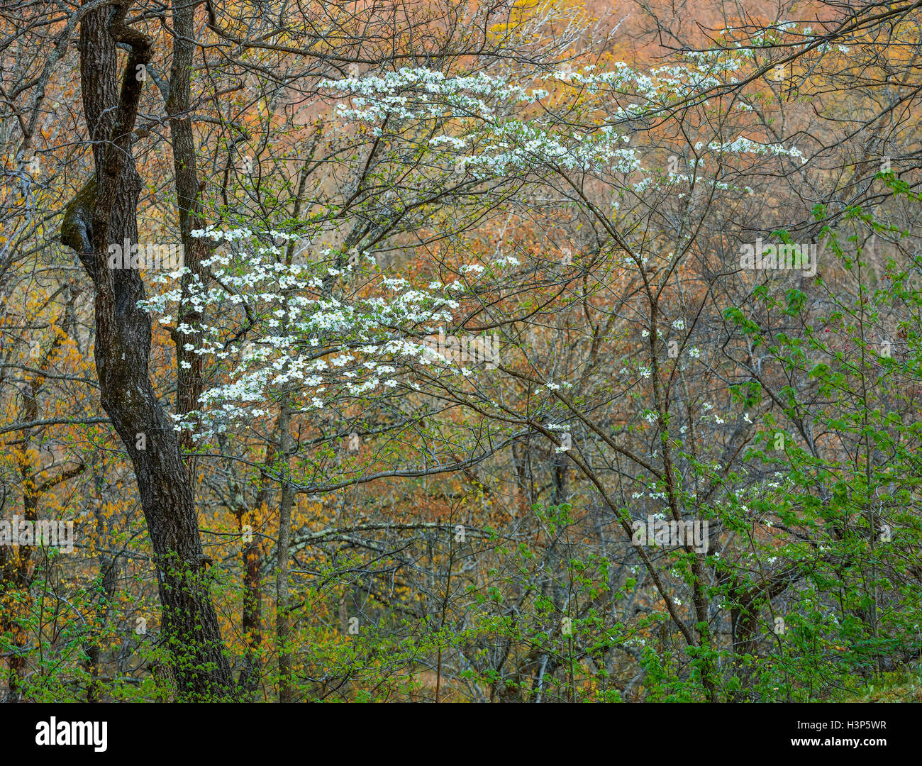 Devil's Den parco statale, AR: fioritura sanguinello (Cornus florida) nella foresta di primavera Foto Stock